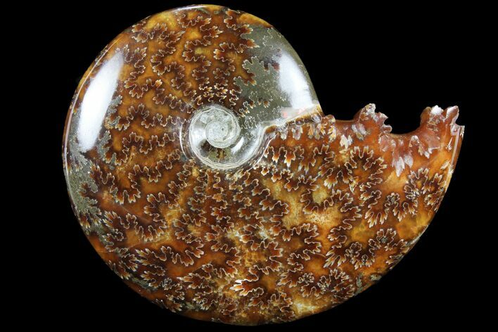 Polished, Agatized Ammonite (Cleoniceras) - Madagascar #94282